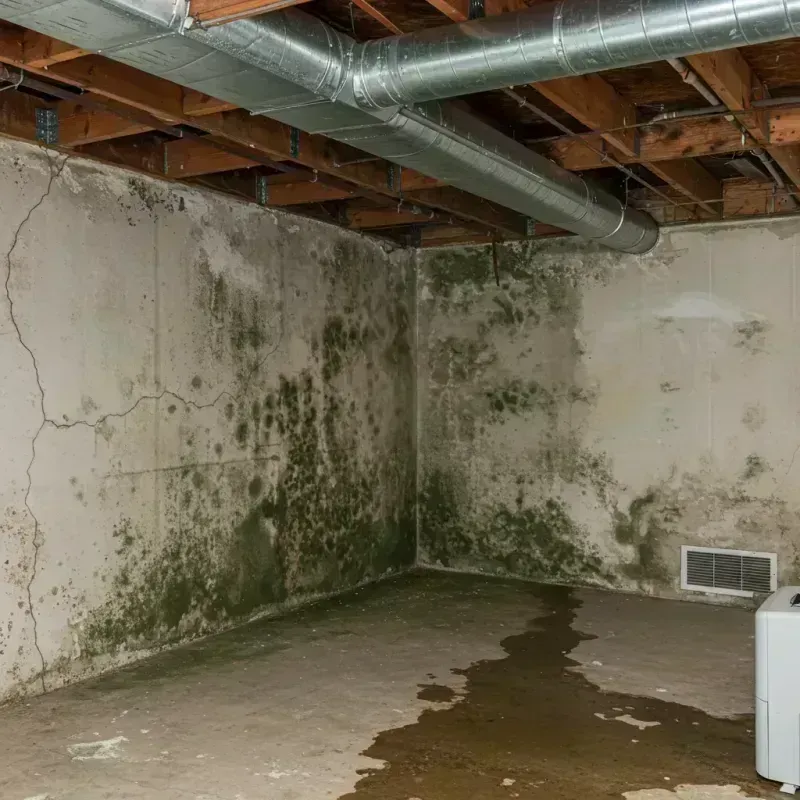 Professional Mold Removal in Wilburton, OK